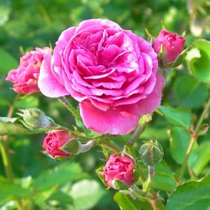 Натурална вода за лице с розово масло – силата на българската роза във всяка капка